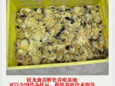 云南鸭苗多少钱一只_跃龙禽苗孵化优良的贵州杂交鸭苗出售