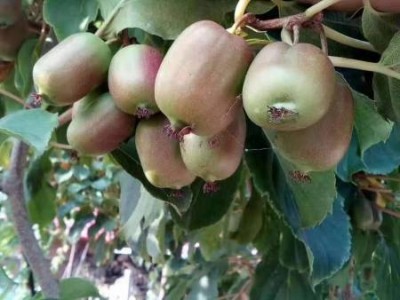 软枣猕猴桃树苗价格|想要易种植的软枣猕猴桃树苗就来丹东韵都软枣园
