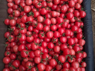 小樱桃番茄厂家_口碑好的黄罗曼西红柿供应