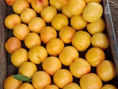 黄珊瑚黄金油桃价格-供应山东有品质的黄珊瑚黄金油桃