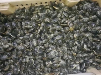 青海杂色蛤厂家-实惠的杂色蛤推荐