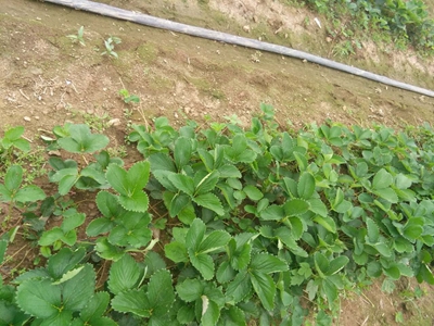 长春草莓苗基地|供应辽宁成活率高的草莓苗
