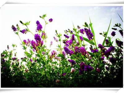 鞍山紫花苜蓿价格_实惠的紫花苜蓿哪里有