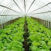 蔬菜大棚专业打造-富尔农业科技供应放心的蔬菜温室大棚建设