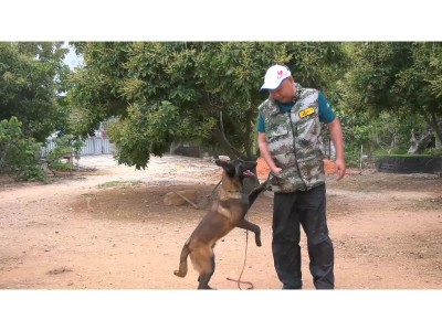 漳州宠物培训-哪里有信誉好的训犬培训