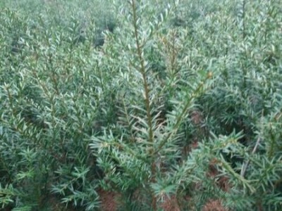 丹东红豆杉-供应辽宁易种植的红豆杉