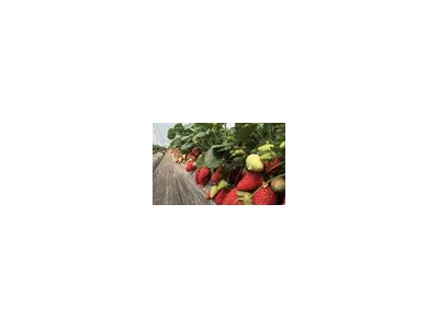 鞍山草莓苗培育-草莓苗买卖价格