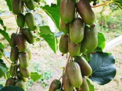 平顶山软枣猕猴桃苗木价格-供应辽宁销量好的软枣猕猴桃苗