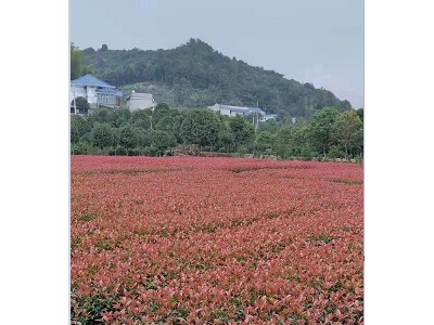 中国红叶石兰供货厂家-来和昌绿化苗木-买抢手的红叶石兰