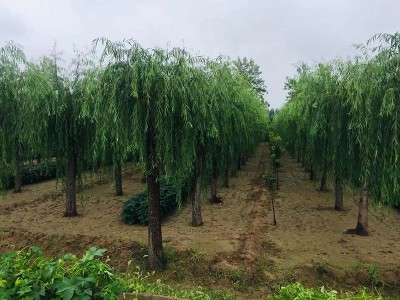 北京垂柳-供应山东品种好的垂柳