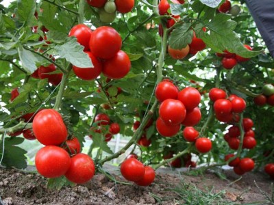 红豆西红柿品种_潍坊优良红豆西红柿供应