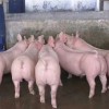 仔猪价钱-莒南金帝养殖供应优良的猪苗