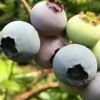 鞍山陆地蓝莓|辽宁蓝沃农业科技供应销量好的陆地蓝莓