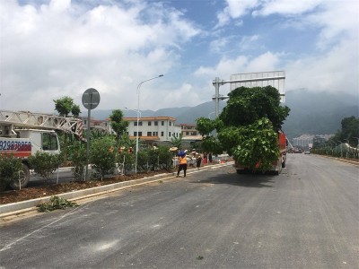 肇庆街道绿化工程-上哪找经验丰富的道路园林工程