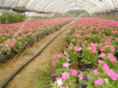 青州喷灌带|福田节水灌溉优良的喷灌带出售