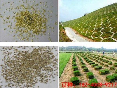 耐旱的绿化草种子价格|草坪专业供应商