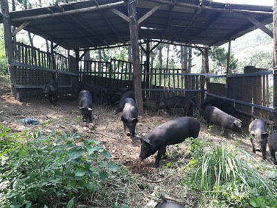 哈尔滨山黑猪哪里卖|优惠的山黑猪哪里有