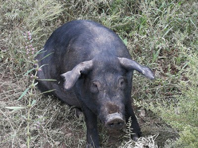 想买好的散养黑猪就到铁岭忆农源牧业 ，香港散养黑猪哪里卖