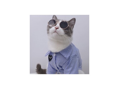 英国短毛猫的网站_销量好的英国短毛猫，别错过上海乂彦宠物用品