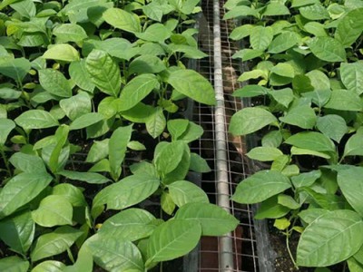木瓜蜜香百香果苗价格-漳州靠谱的木瓜蜜香百香果苗供应商