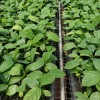 木瓜蜜香百香果苗价格-漳州靠谱的木瓜蜜香百香果苗供应商