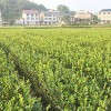 三华油茶价格_好种植的三年生轻基质杯苗优选鑫林苗圃