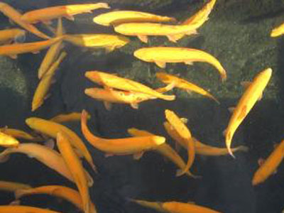 兰州金鳟鱼销售-供应甘肃价格合理的金鳟鱼