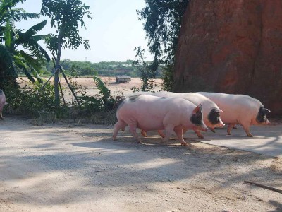 土猪_佛山哪里有供应价格优惠的肉-土猪