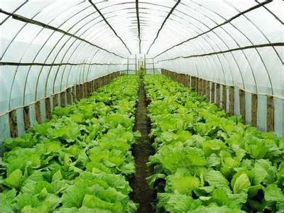 专业打造蔬菜温室大棚-可信赖的蔬菜温室大棚建设推荐