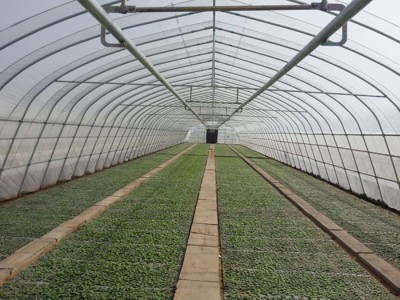 薄膜连栋温室建造-建造单拱蔬菜大棚就来博晟达农业