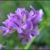 紫花苜蓿价格|想买好的紫花苜蓿就到沈阳边坡绿化