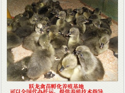 狮头鹅苗养殖场|跃龙禽苗孵化划算的广东狮头鹅苗出售