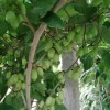 软枣猕猴桃价格-哪里有供应价位合理的软枣猕猴桃