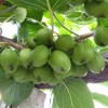 软枣猕猴桃种植-软枣猕猴桃哪里有卖的