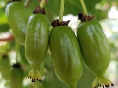 软枣猕猴桃苗价格-供应辽宁口碑好的软枣猕猴桃苗