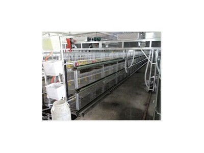 笼养肉食鸭全套设备供应商-潍坊超实惠的笼养肉食鸭全套设备出售