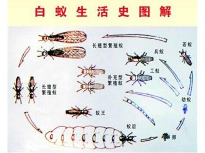 漳州白蚁防治_靠谱的白蚁防治嘉信白蚂蚁防治提供