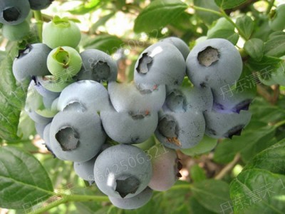 佳木斯杜克蓝莓苗厂家|供应辽宁好种植的杜克蓝莓苗