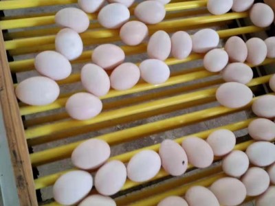 哪个品牌的蛋鸡饲料产蛋高-供应四川质量好的淘汰蛋鸡专用饲料