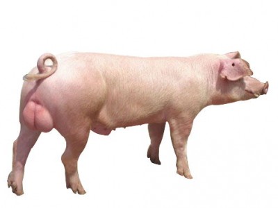 大白种猪养殖基地，报价，大白种猪培育《宝玄微笑服务》