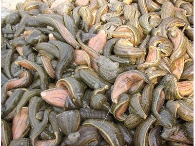 浙江水蛭养殖|襄阳口碑好的水蛭批发商