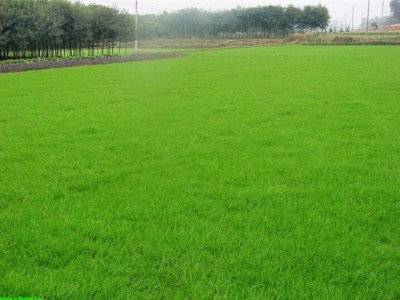 海北绿化草坪供应商-品种好的青海绿化草坪推荐