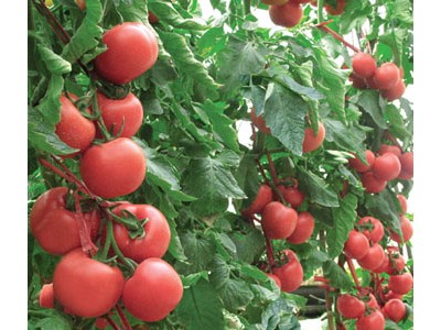 广西樱桃番茄种子-优良樱桃番茄种子当选宇丰种苗
