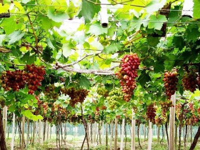 葡萄大棚膜厂家-价位合理的葡萄大棚膜就在万兴农业科技