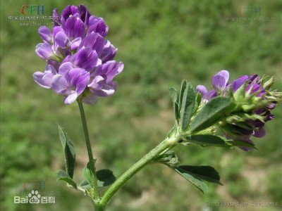 沈阳紫花苜蓿价格-哪里能买到超值的紫花苜蓿