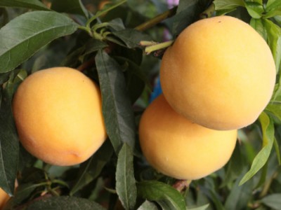 黄桃新品种-供应山东优良的早熟黄金桃