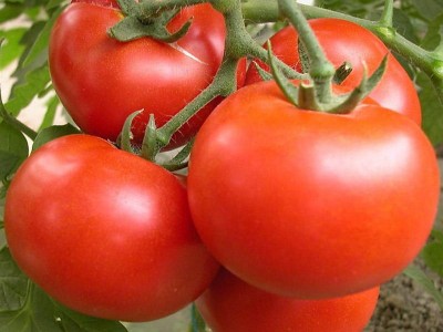 耐寒西红柿种子-购买西红柿种子优选冠旭农业科技