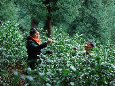 江苏优质红茶供应厂家-成都地区哪里有供应优质的茶叶批发