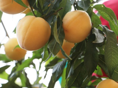 黄金桃树苗价格_品种纯的黄桃苗出售