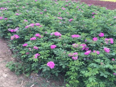 四季玫瑰种植基地-高品质四季玫瑰哪里有供应